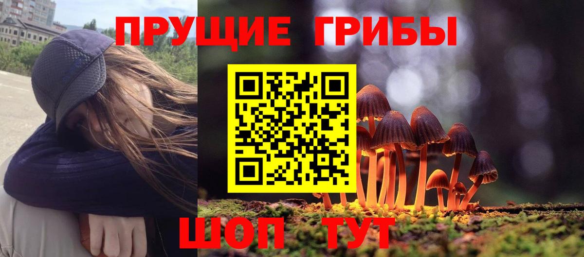 Псилоцибиновые грибы Psilocybe Каменск-Шахтинский